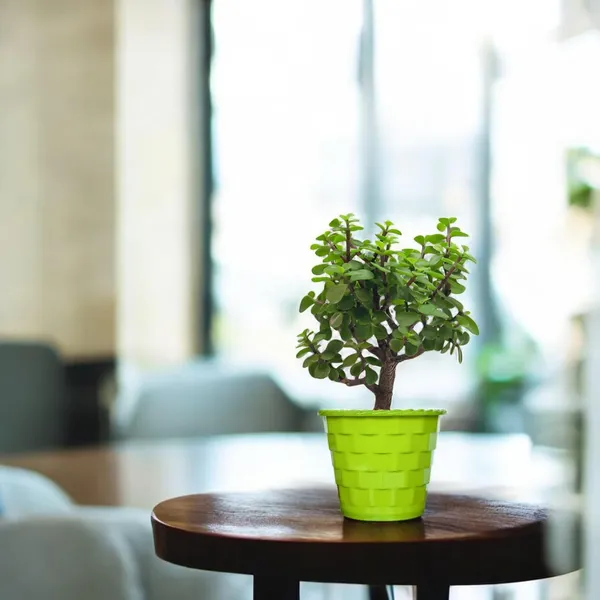 Mini_Jade_Plant_With_Pot