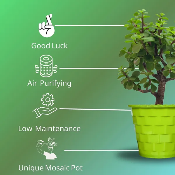 Mini_Jade_Plant_With_Pot