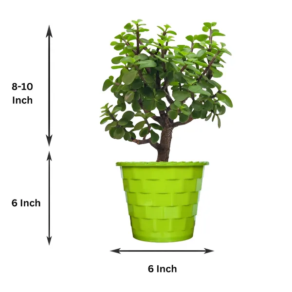 Mini_Jade_Plant_With_Pot