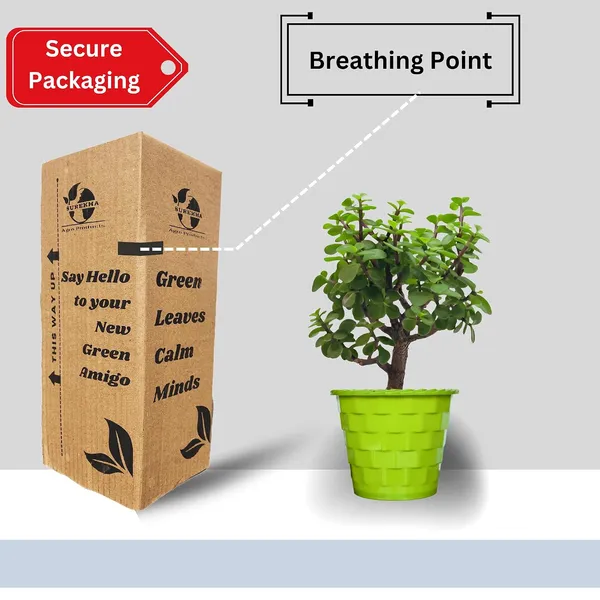 Mini_Jade_Plant_With_Pot