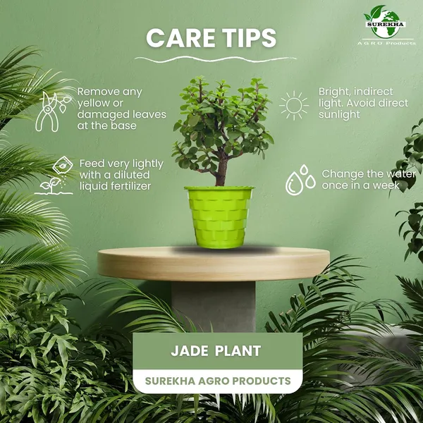 Mini_Jade_Plant_With_Pot