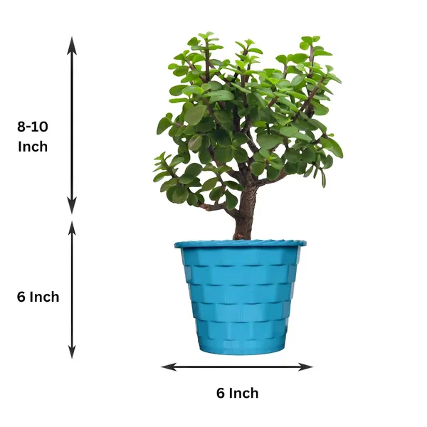 Mini_Jade_Plant_With_Pot
