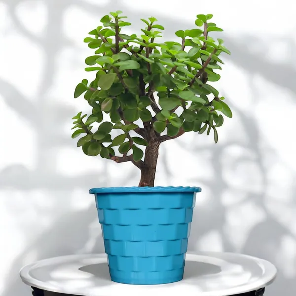 Mini_Jade_Plant_With_Pot