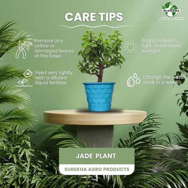 Mini_Jade_Plant_With_Pot