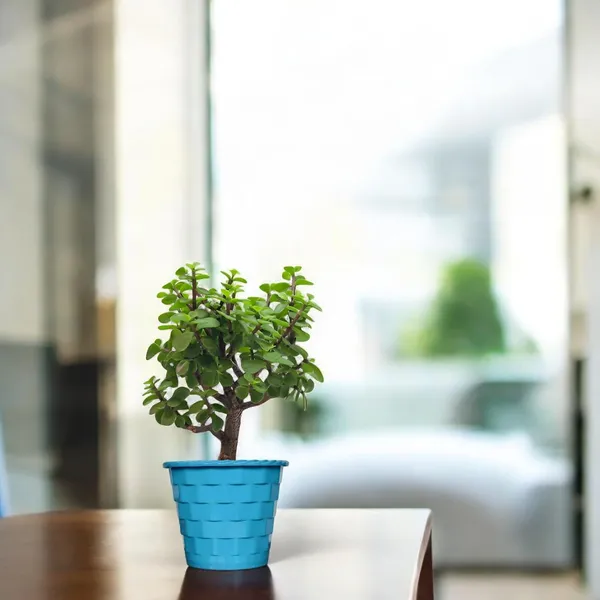 Mini_Jade_Plant_With_Pot