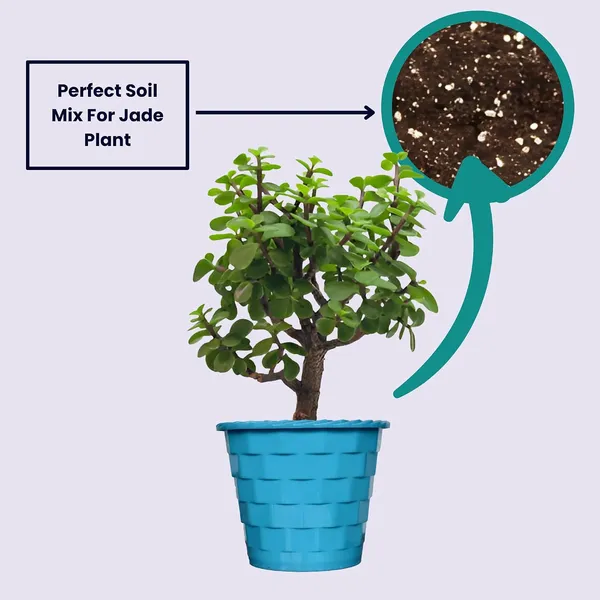 Mini_Jade_Plant_With_Pot