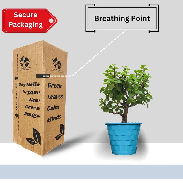 Mini_Jade_Plant_With_Pot