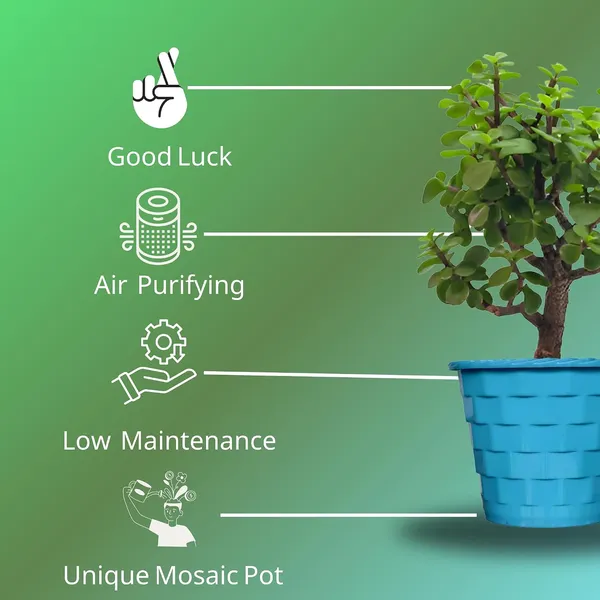 Mini_Jade_Plant_With_Pot