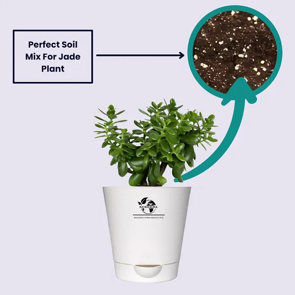 Jade_Plant_With_Self_Watering_Pot
