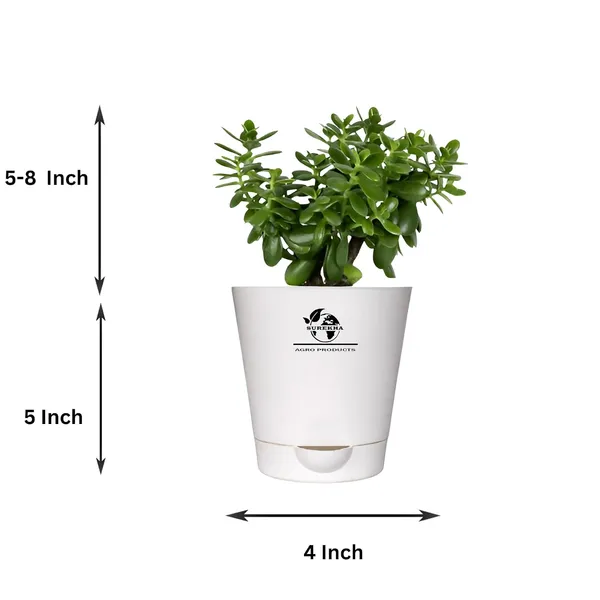 Jade_Plant_With_Self_Watering_Pot