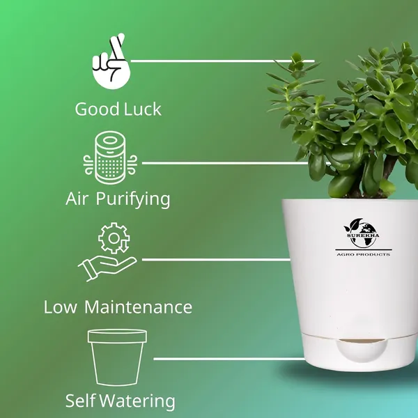 Jade_Plant_With_Self_Watering_Pot