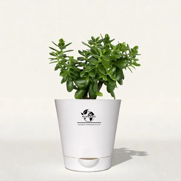 Jade_Plant_With_Self_Watering_Pot