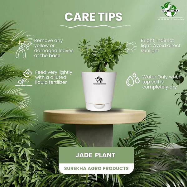 Jade_Plant_With_Self_Watering_Pot