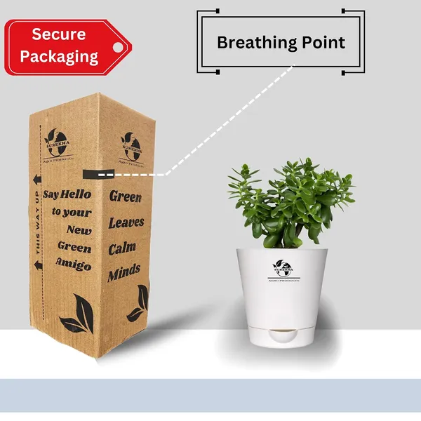 Jade_Plant_With_Self_Watering_Pot