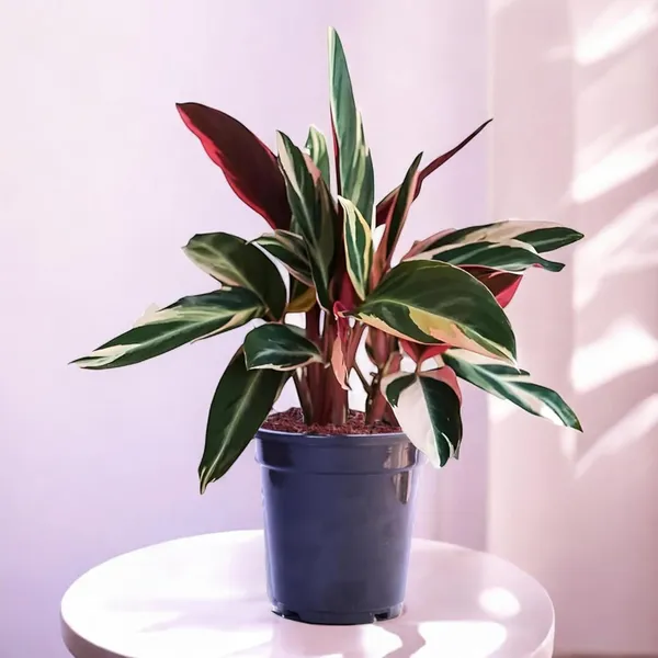 Calathea_Triostar_Plant_In_Pot