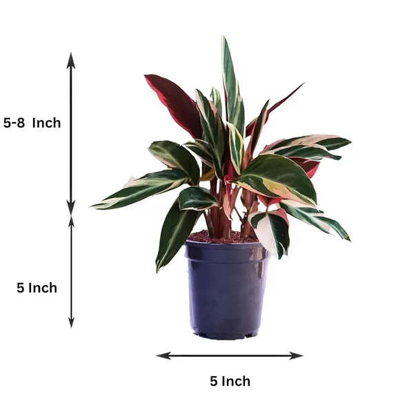 Calathea_Triostar_Plant_In_Pot
