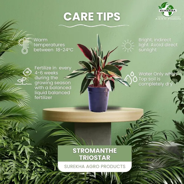 Calathea_Triostar_Plant_In_Pot