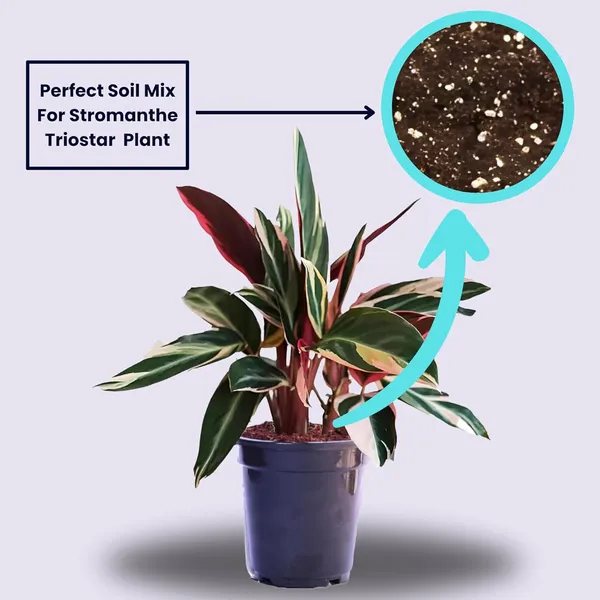 Calathea_Triostar_Plant_In_Pot
