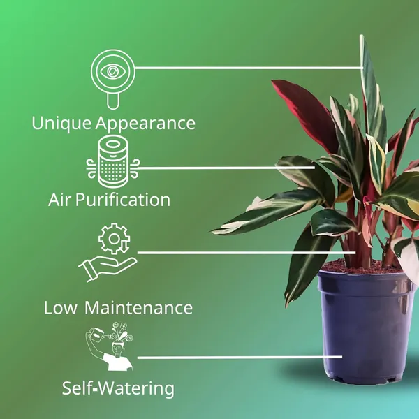 Calathea_Triostar_Plant_In_Pot