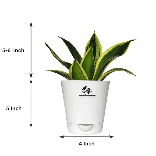 Snake_Plant(Golden_Hahnii)_With_Self_Watering_Pot