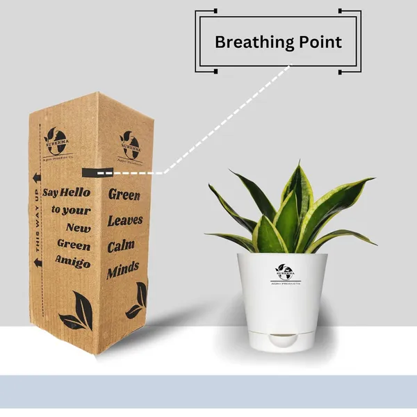 Snake_Plant(Golden_Hahnii)_With_Self_Watering_Pot