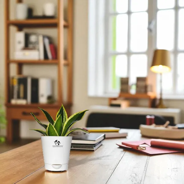 Snake_Plant(Golden_Hahnii)_With_Self_Watering_Pot