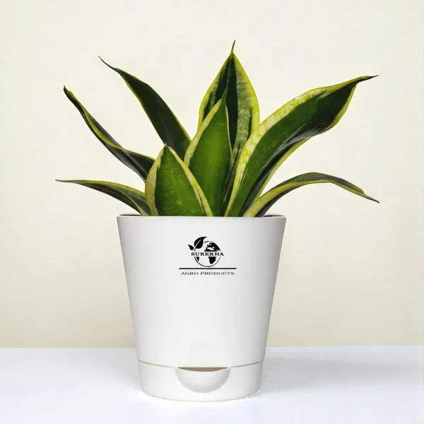 Snake_Plant(Golden_Hahnii)_With_Self_Watering_Pot