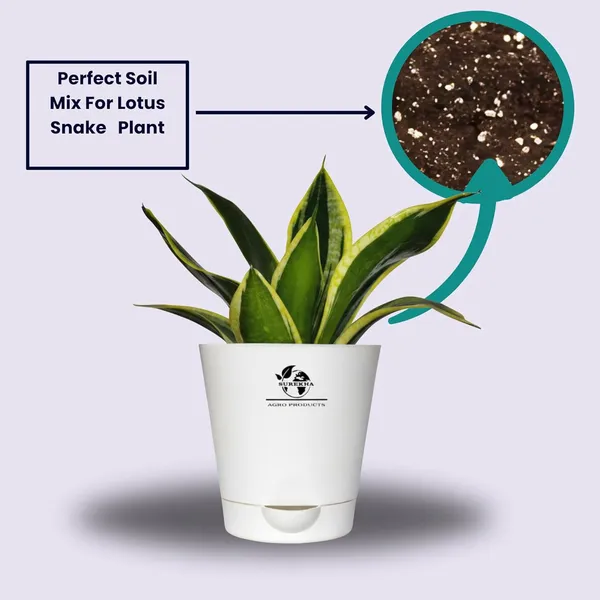 Snake_Plant(Golden_Hahnii)_With_Self_Watering_Pot