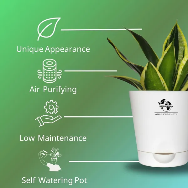 Snake_Plant(Golden_Hahnii)_With_Self_Watering_Pot