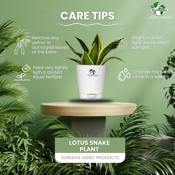 Snake_Plant(Golden_Hahnii)_With_Self_Watering_Pot
