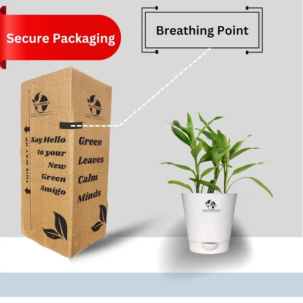 Yellow_Lucky_Bamboo_Plant_With_Self-Watering__Pot