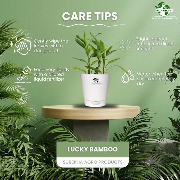 Yellow_Lucky_Bamboo_Plant_With_Self-Watering__Pot