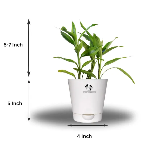 Yellow_Lucky_Bamboo_Plant_With_Self-Watering__Pot