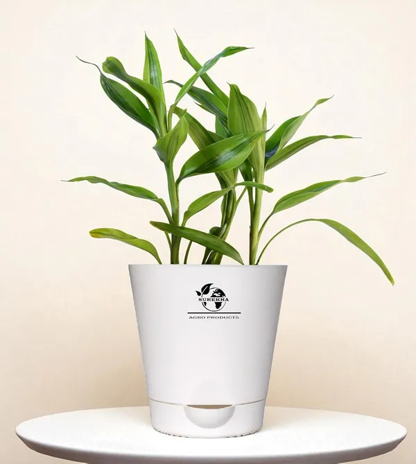 Yellow_Lucky_Bamboo_Plant_With_Self-Watering__Pot