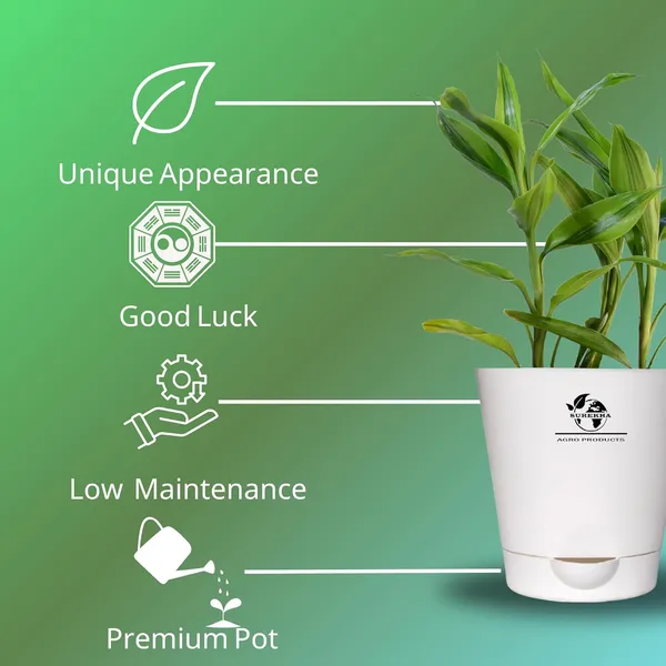 Yellow_Lucky_Bamboo_Plant_With_Self-Watering__Pot