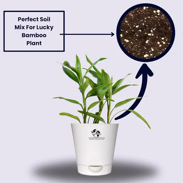 Yellow_Lucky_Bamboo_Plant_With_Self-Watering__Pot