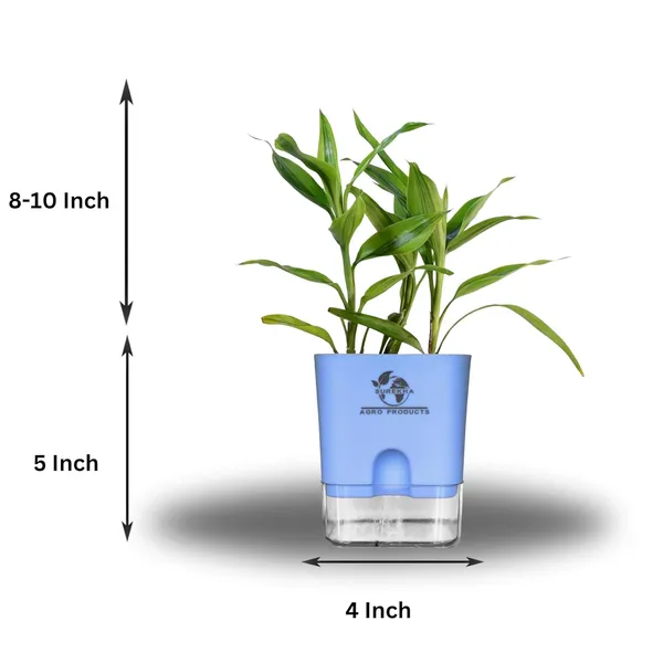 Yellow_Lucky_Bamboo_Plant_With_Self-Watering_Pot