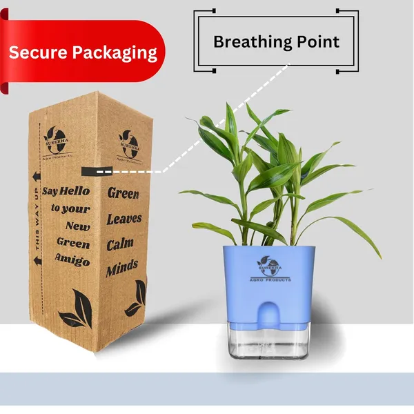 Yellow_Lucky_Bamboo_Plant_With_Self-Watering_Pot