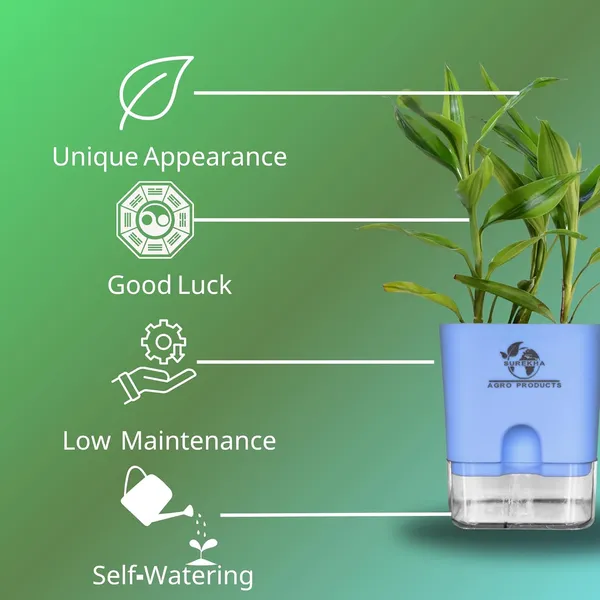 Yellow_Lucky_Bamboo_Plant_With_Self-Watering_Pot