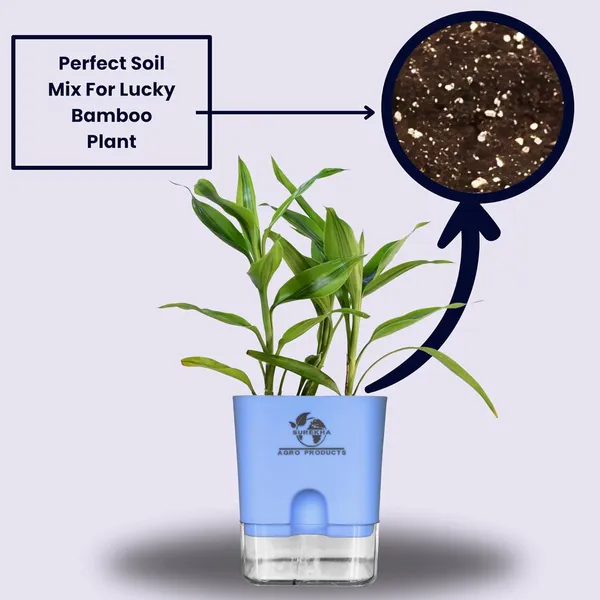 Yellow_Lucky_Bamboo_Plant_With_Self-Watering_Pot