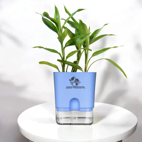 Yellow_Lucky_Bamboo_Plant_With_Self-Watering_Pot