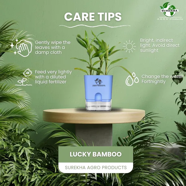 Yellow_Lucky_Bamboo_Plant_With_Self-Watering_Pot