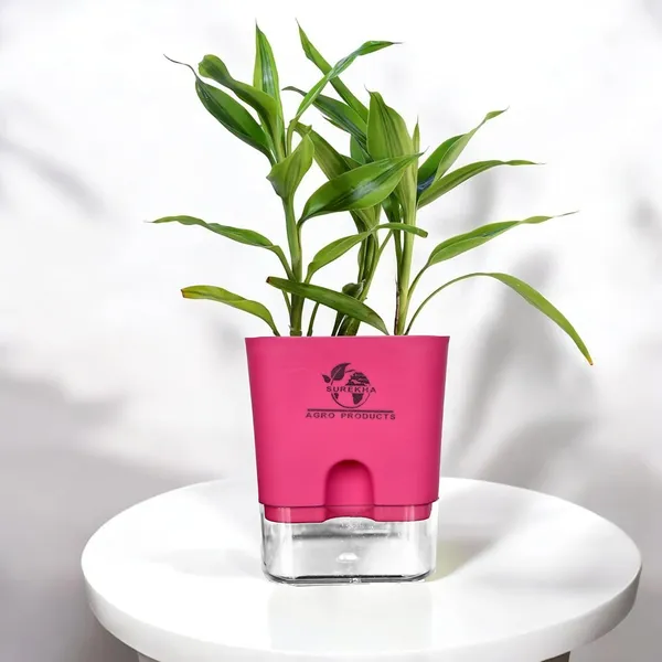 Yellow_Lucky_Bamboo_Plant_With_Self-Watering_Pot