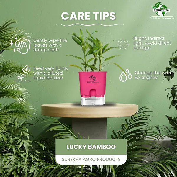 Yellow_Lucky_Bamboo_Plant_With_Self-Watering_Pot