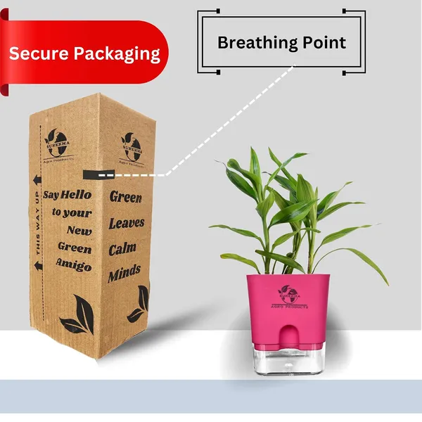 Yellow_Lucky_Bamboo_Plant_With_Self-Watering_Pot