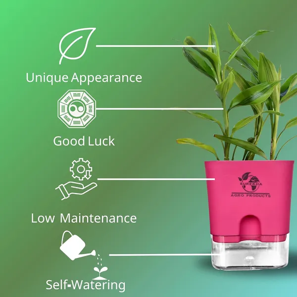 Yellow_Lucky_Bamboo_Plant_With_Self-Watering_Pot