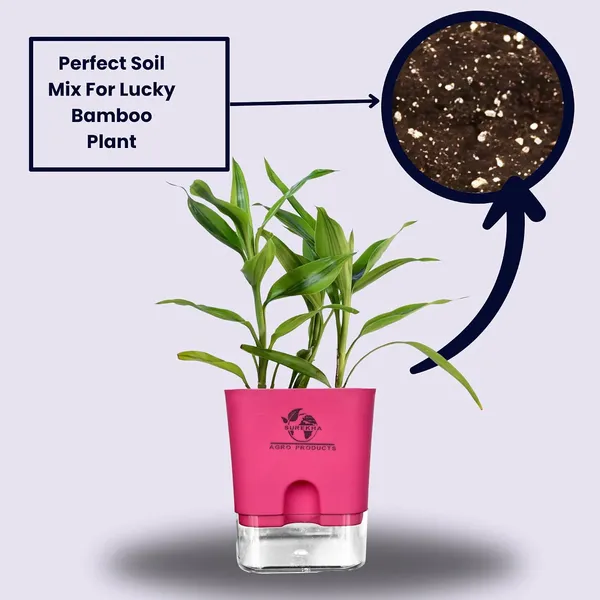 Yellow_Lucky_Bamboo_Plant_With_Self-Watering_Pot