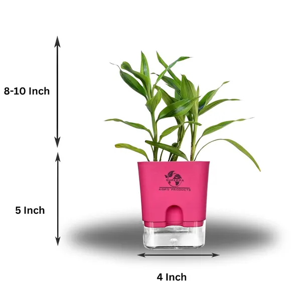 Yellow_Lucky_Bamboo_Plant_With_Self-Watering_Pot