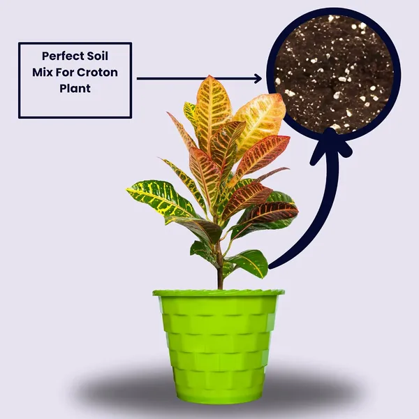 Croton_Petra_Plant_With_Pot