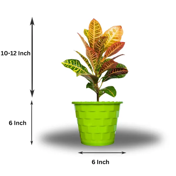 Croton_Petra_Plant_With_Pot
